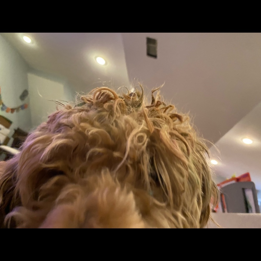 Meet your Posher, Gracey